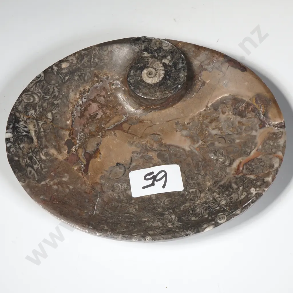 Black Orthoceras Fossil Carved Dish Image 1++