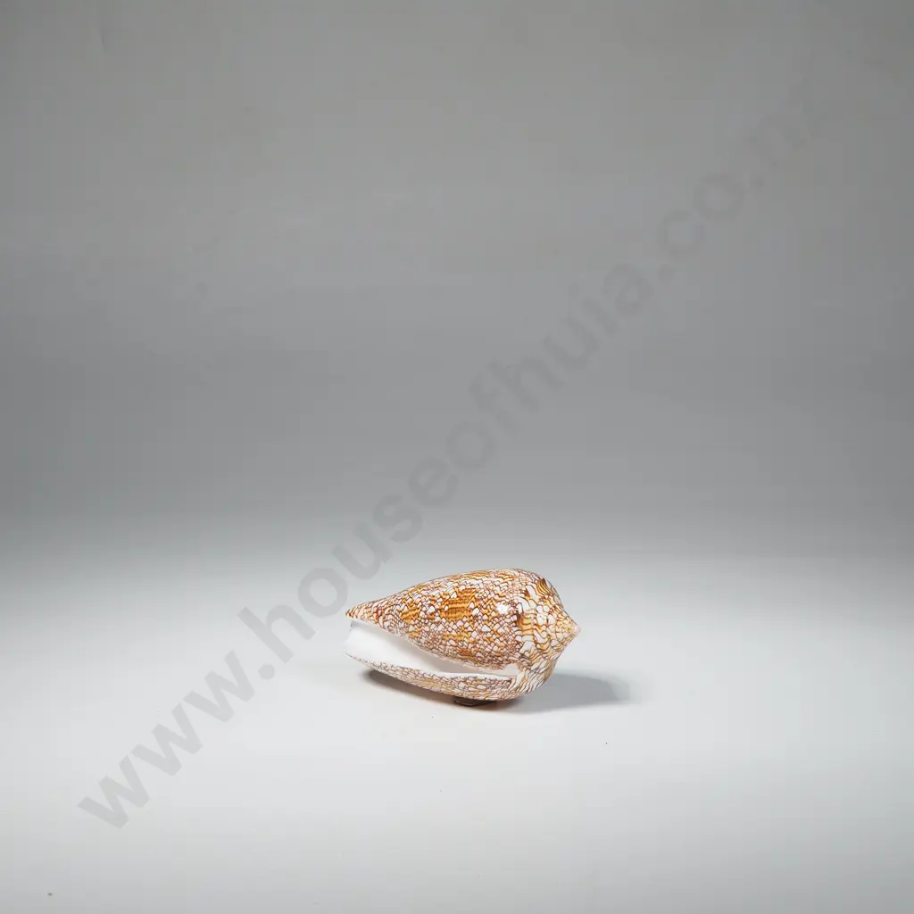 Textile Cone Sea Shell - 90mm Image 1++