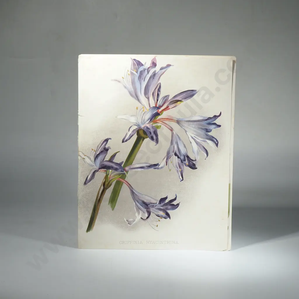 Seven Coloured Lithographs Botanicals Prints from 'The Garden' Magazine Image 1++