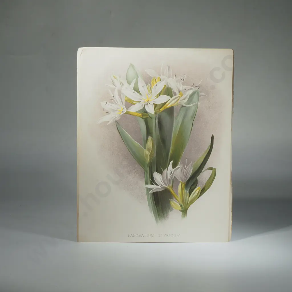Ten Coloured Lithographs Botanicals Prints from 'The Garden' Magazine Image 1++