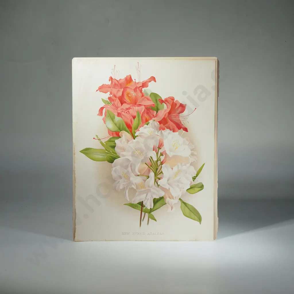Ten Coloured Lithographs Botanicals Prints from 'The Garden' Magazine Image 1++