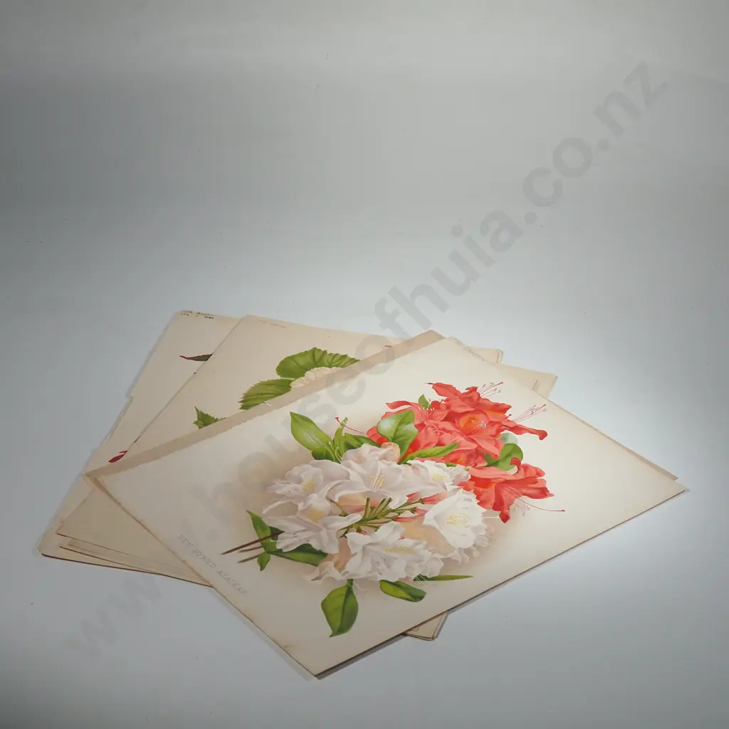 Ten Coloured Lithographs Botanicals Prints from 'The Garden' Magazine Image 1++
