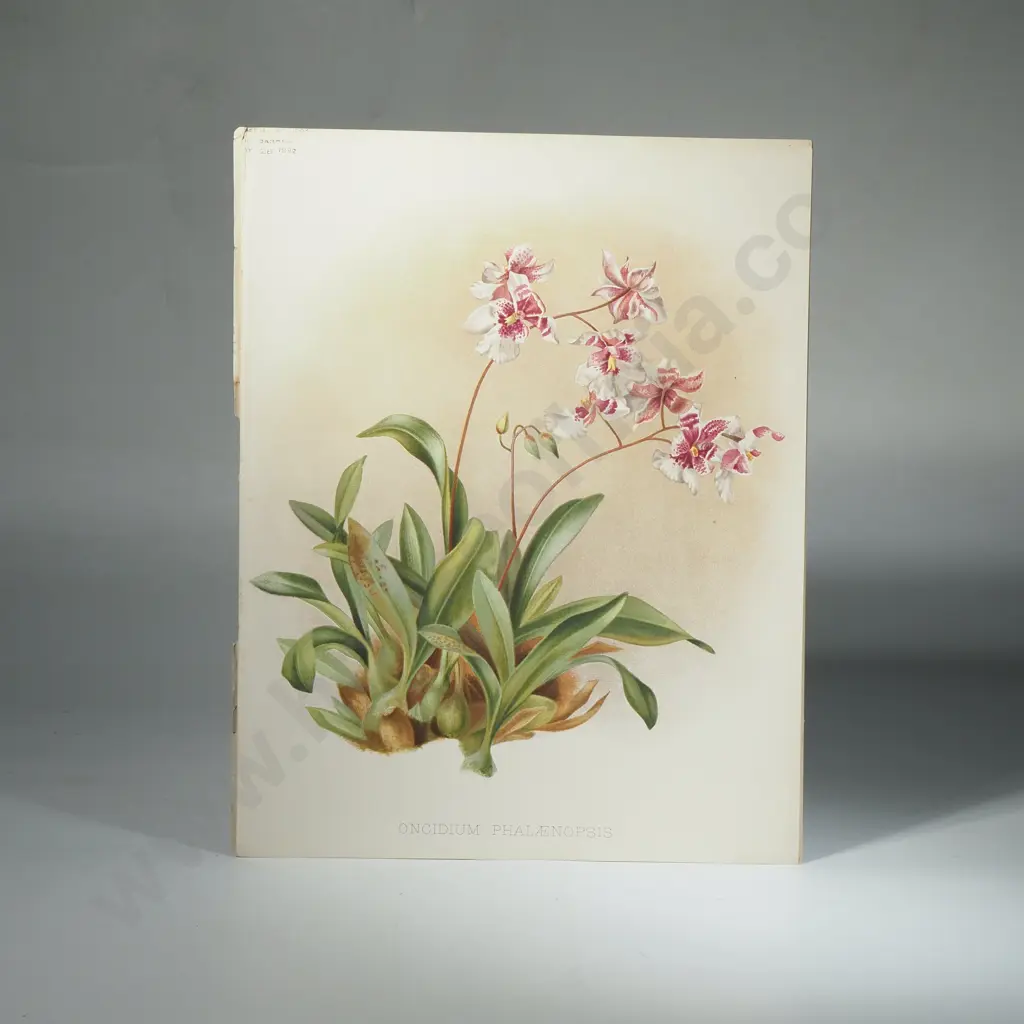Ten Coloured Lithographs Botanicals Prints from 'The Garden' Magazine Image 1++