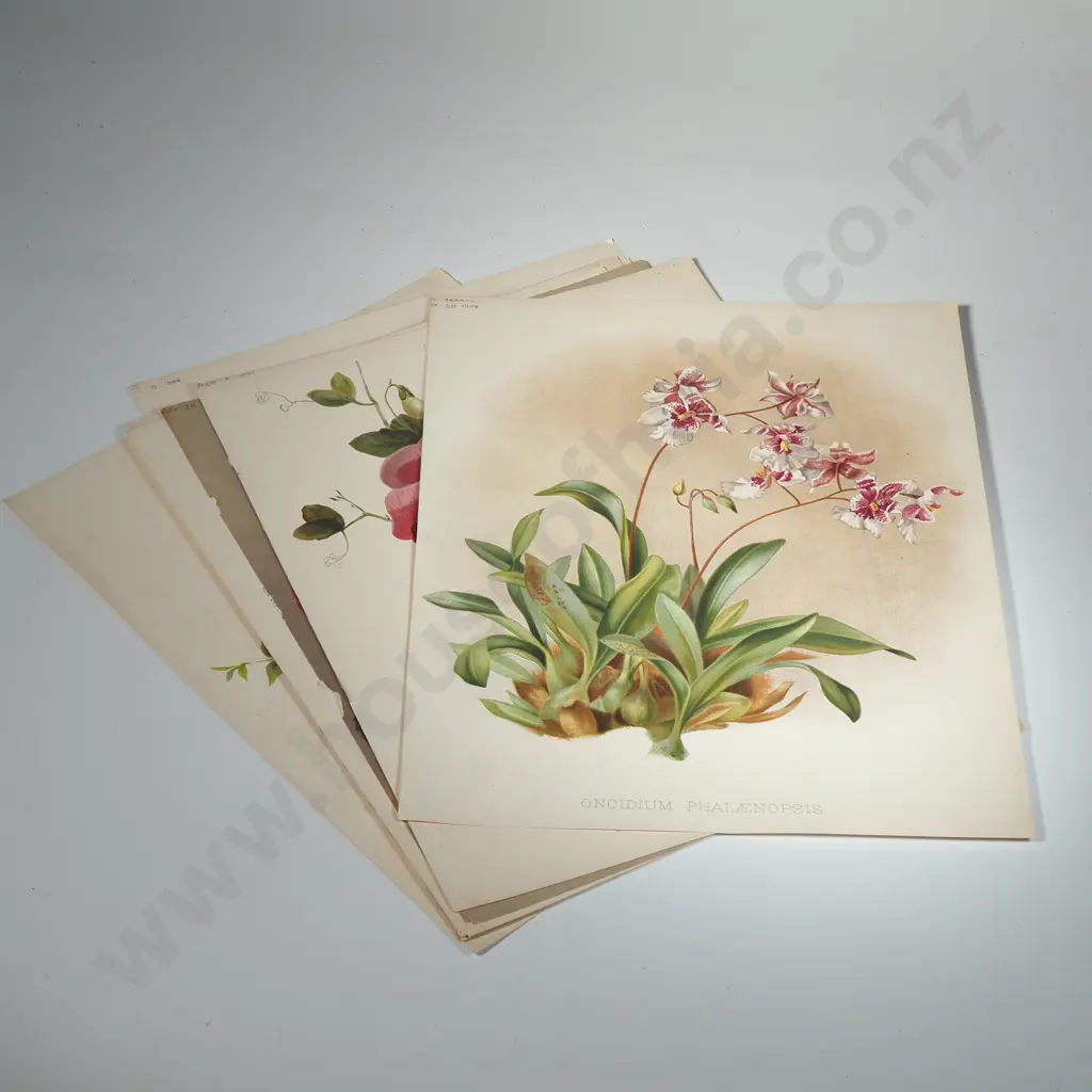 Ten Coloured Lithographs Botanicals Prints from 'The Garden' Magazine Image 1++