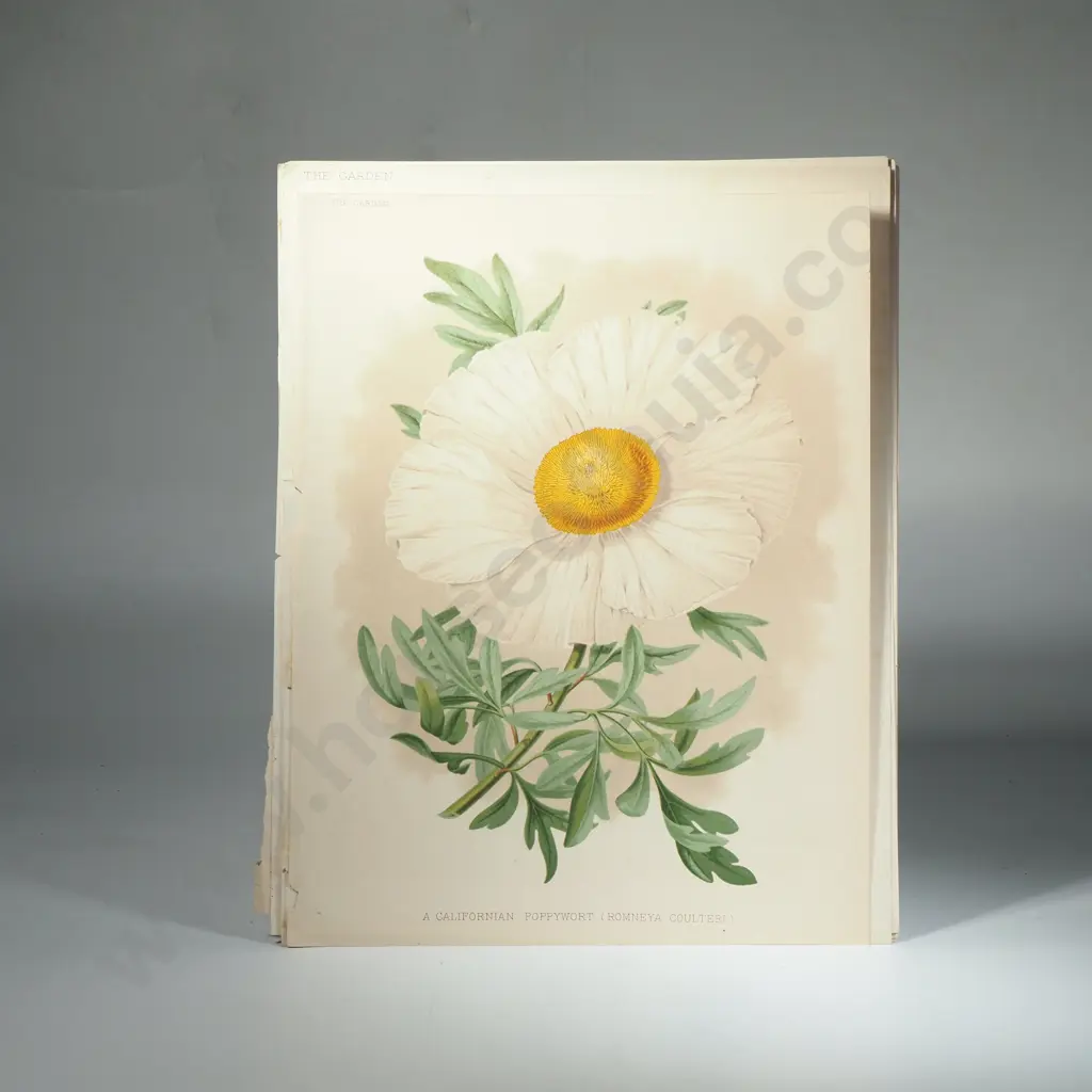Ten Coloured Lithographs Botanicals Prints from 'The Garden' Magazine Image 1++