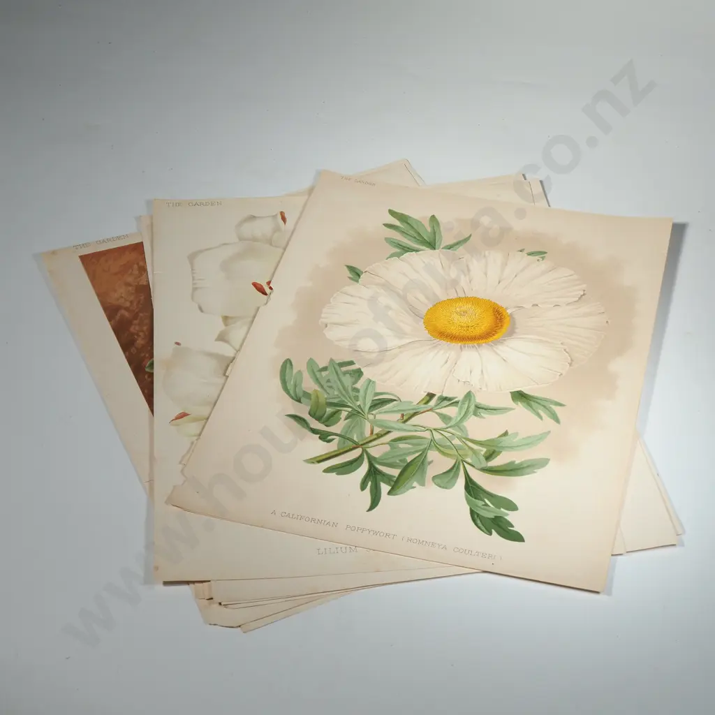 Ten Coloured Lithographs Botanicals Prints from 'The Garden' Magazine Image 1++