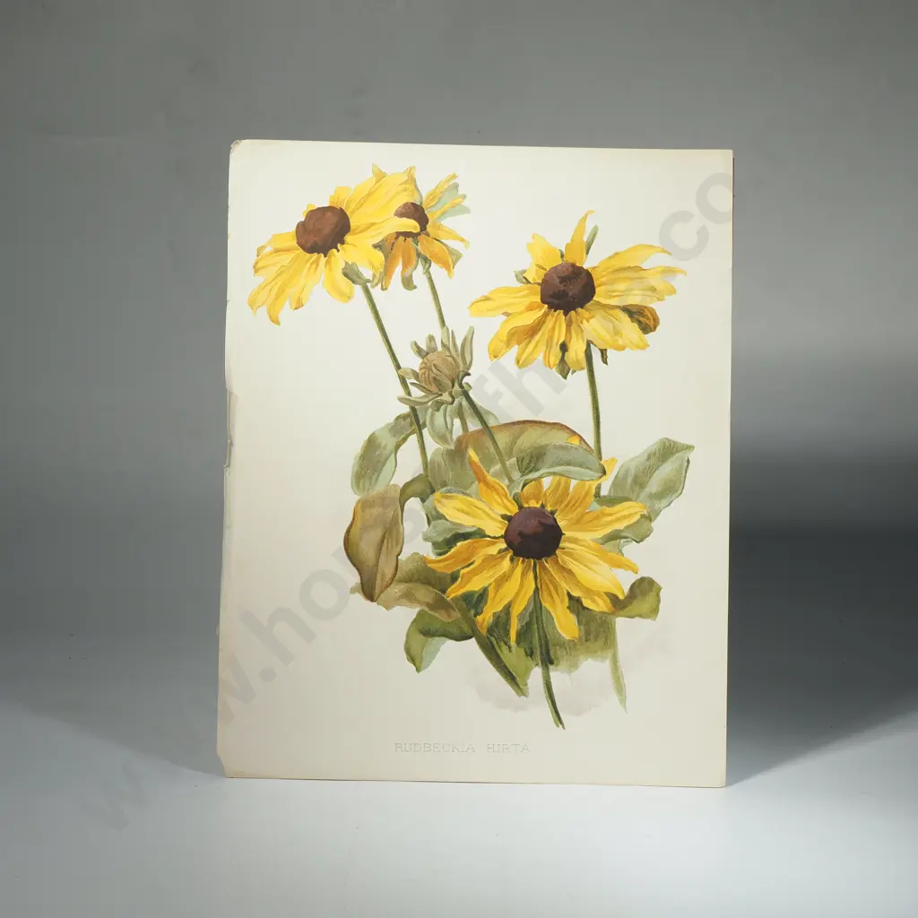Ten Coloured Lithographs Botanicals Prints from 'The Garden' Magazine Image 1++