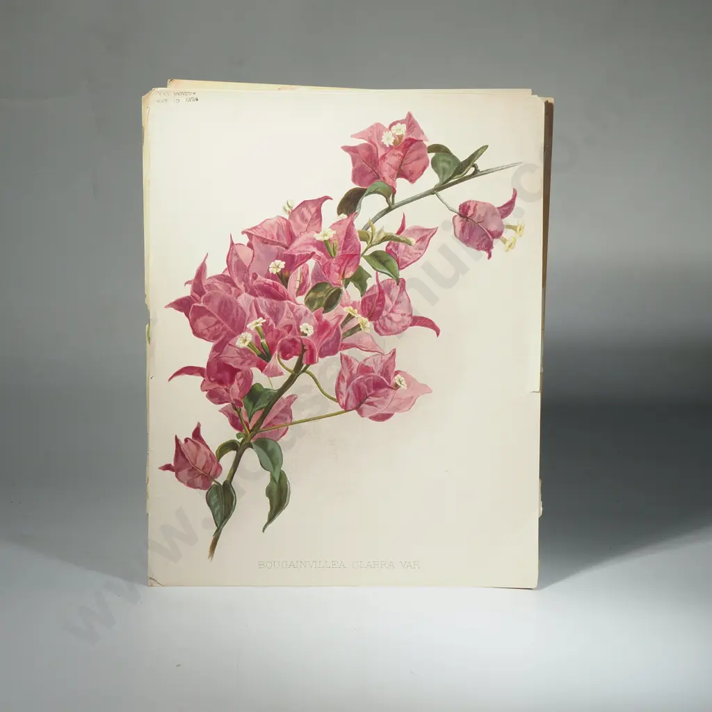 Ten Coloured Lithographs Botanicals Prints from 'The Garden' Magazine Image 1++