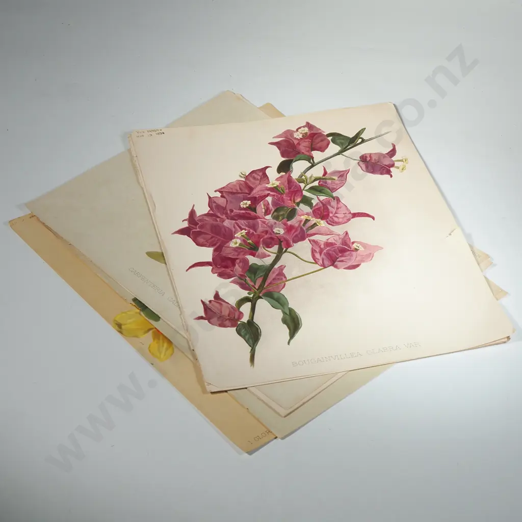 Ten Coloured Lithographs Botanicals Prints from 'The Garden' Magazine Image 1++
