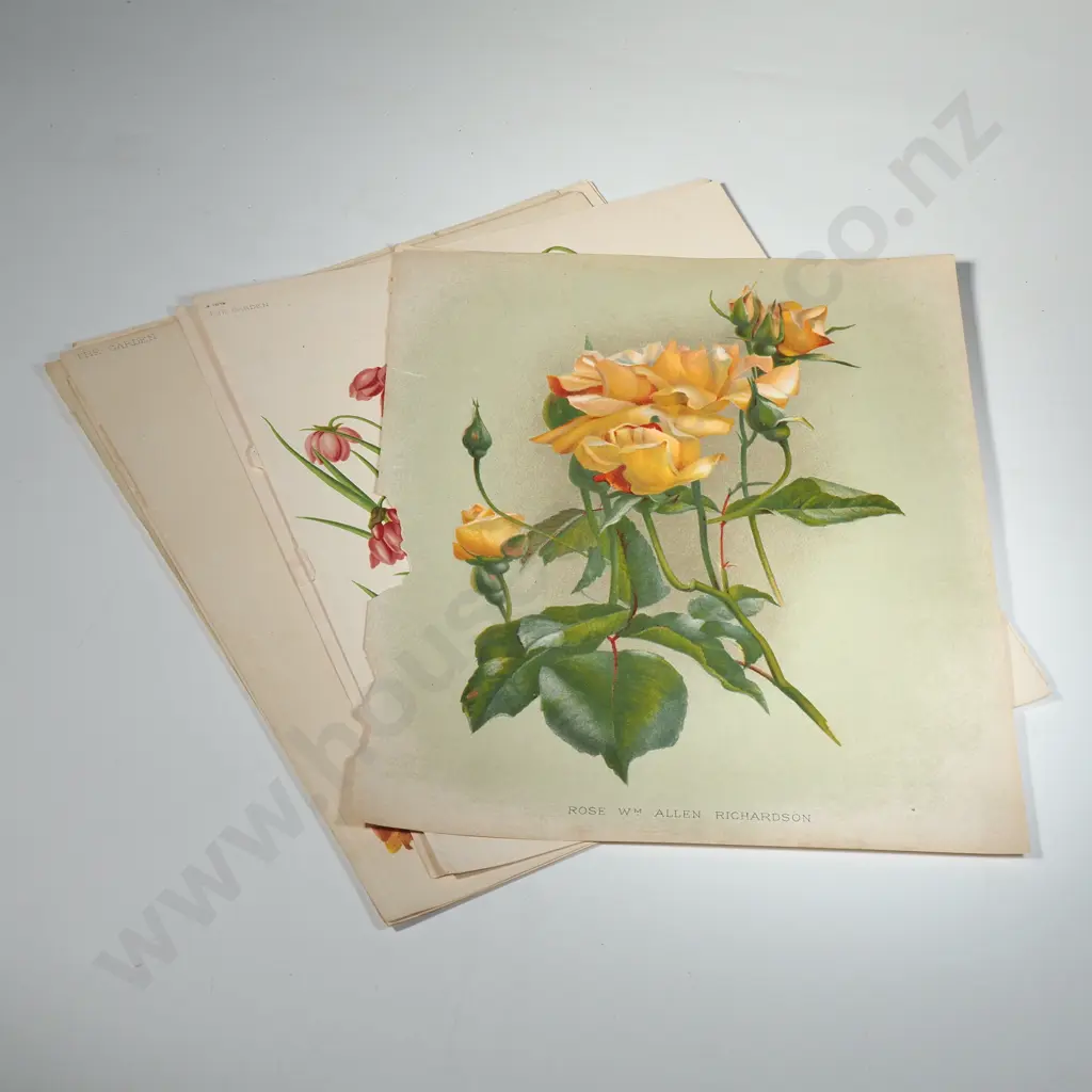 Ten Coloured Lithographs Botanicals Prints from 'The Garden' Magazine Image 1++