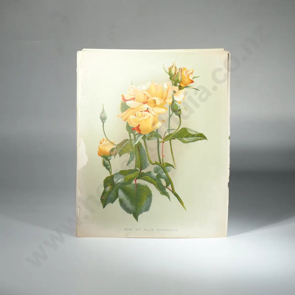 Ten Coloured Lithographs Botanicals Prints from 'The Garden' Magazine Image 1++