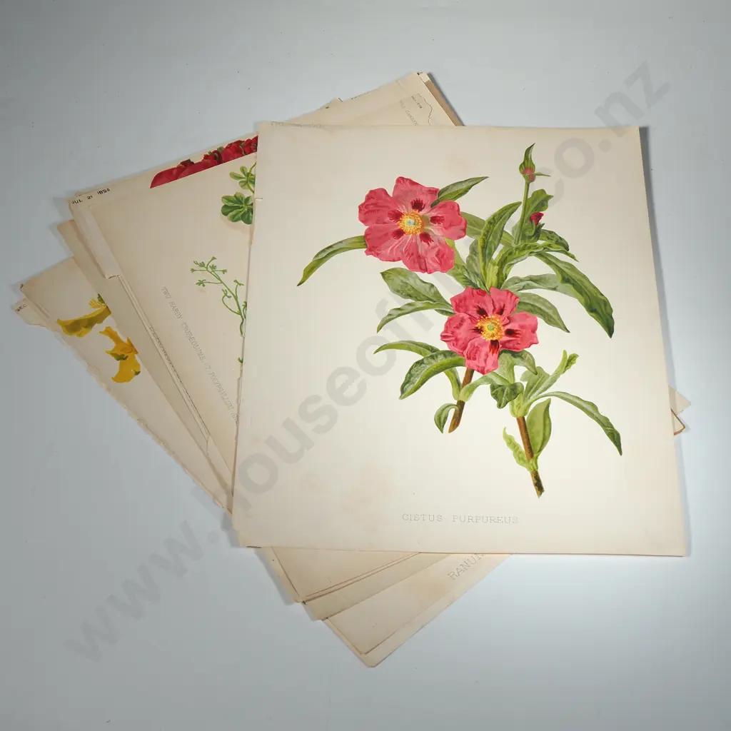Ten Coloured Lithographs Botanicals Prints from 'The Garden' Magazine Image 1++