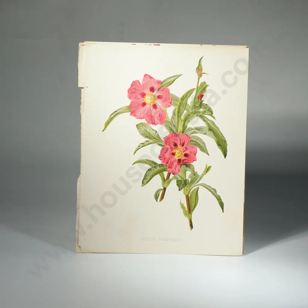 Ten Coloured Lithographs Botanicals Prints from 'The Garden' Magazine Image 1++