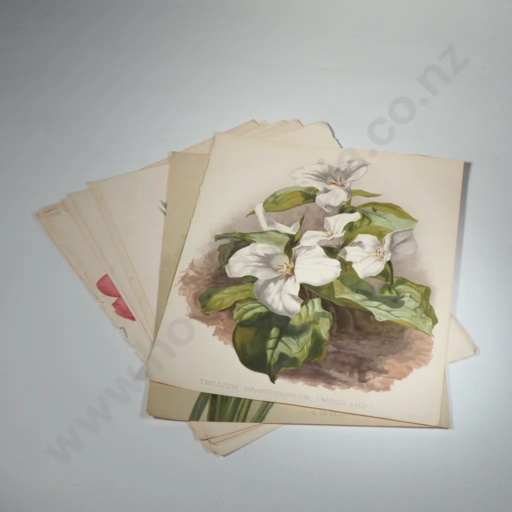 Ten Coloured Lithographs Botanicals Prints from 'The Garden' Magazine Image 1++
