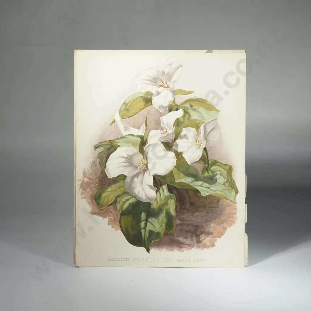 Ten Coloured Lithographs Botanicals Prints from 'The Garden' Magazine Image 1++