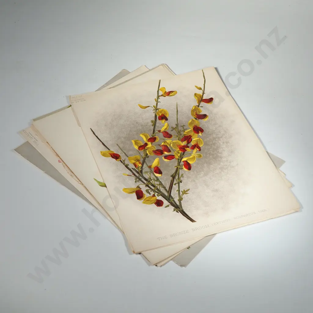 Ten Coloured Lithographs Botanicals Prints from 'The Garden' Magazine Image 1++