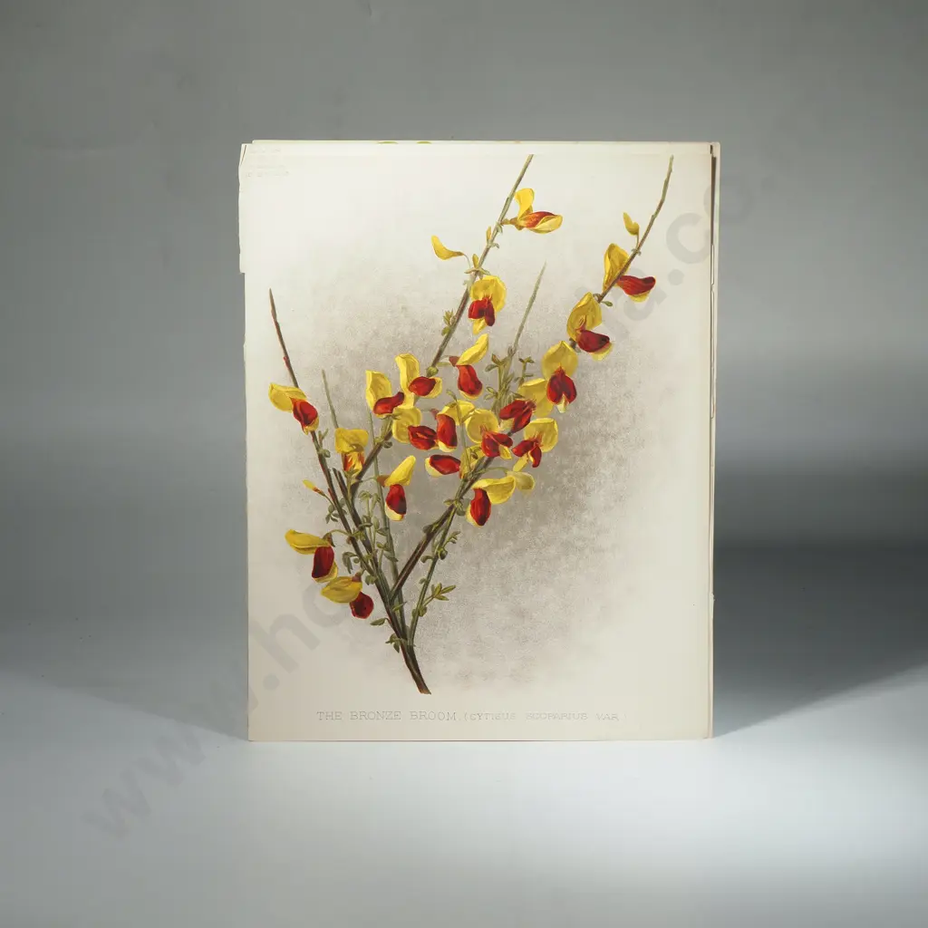 Ten Coloured Lithographs Botanicals Prints from 'The Garden' Magazine Image 1++