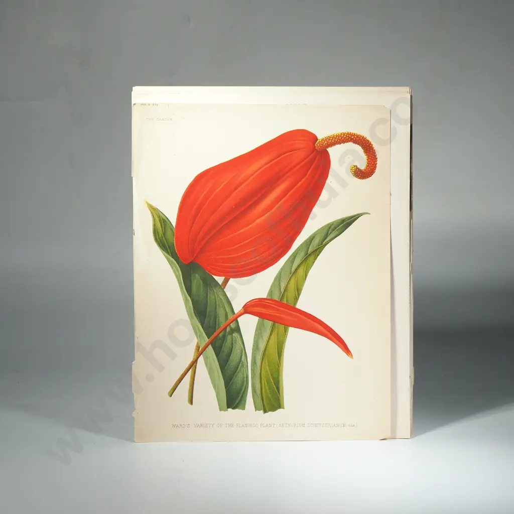 Ten Coloured Lithographs Botanicals Prints from 'The Garden' Magazine Image 1++