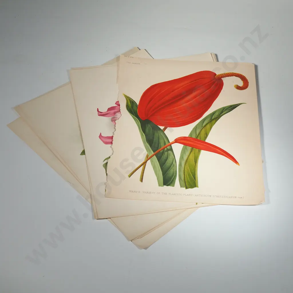 Ten Coloured Lithographs Botanicals Prints from 'The Garden' Magazine Image 1++