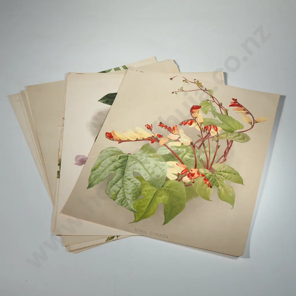 Ten Coloured Lithographs Botanicals Prints from 'The Garden' Magazine Image 1++