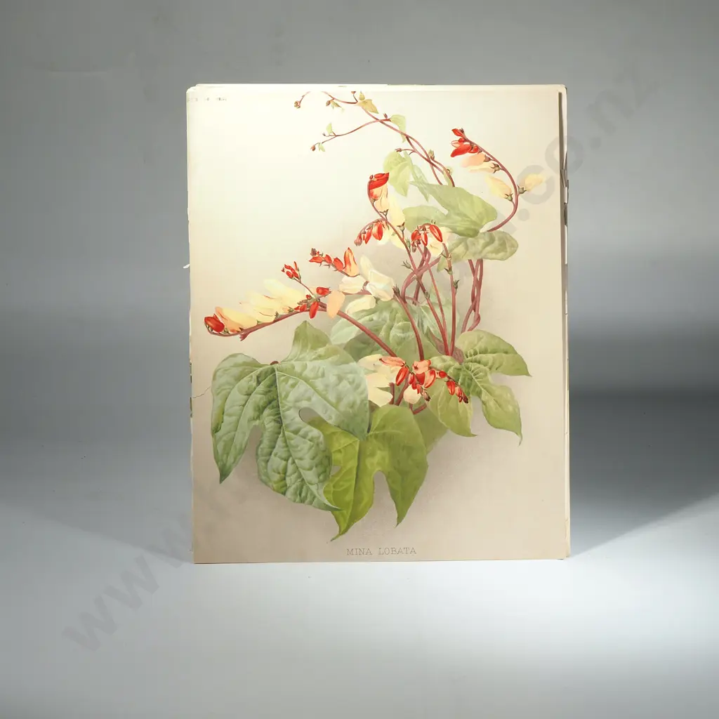 Ten Coloured Lithographs Botanicals Prints from 'The Garden' Magazine Image 1++