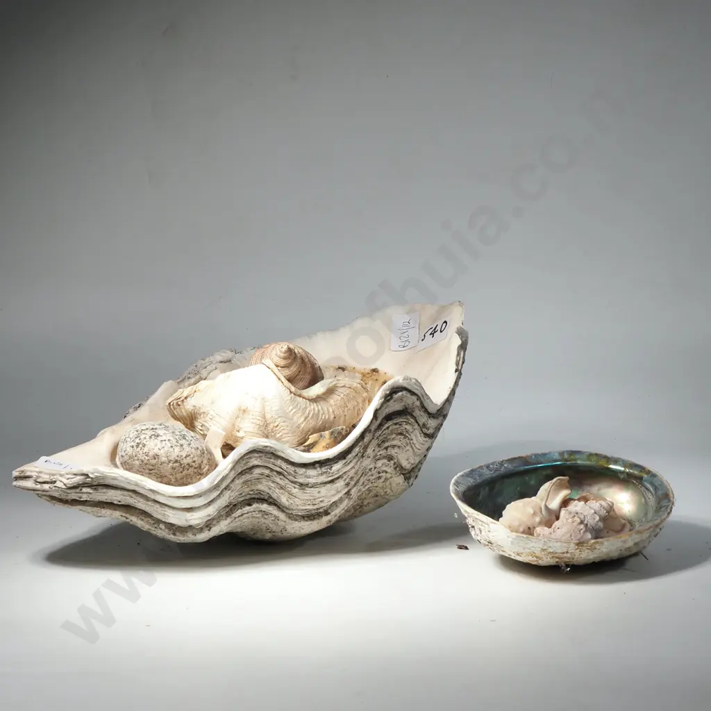 Giant Clam Shell Containing Other Shells Including a Paua, Whelk & Clam Shell Image 1++