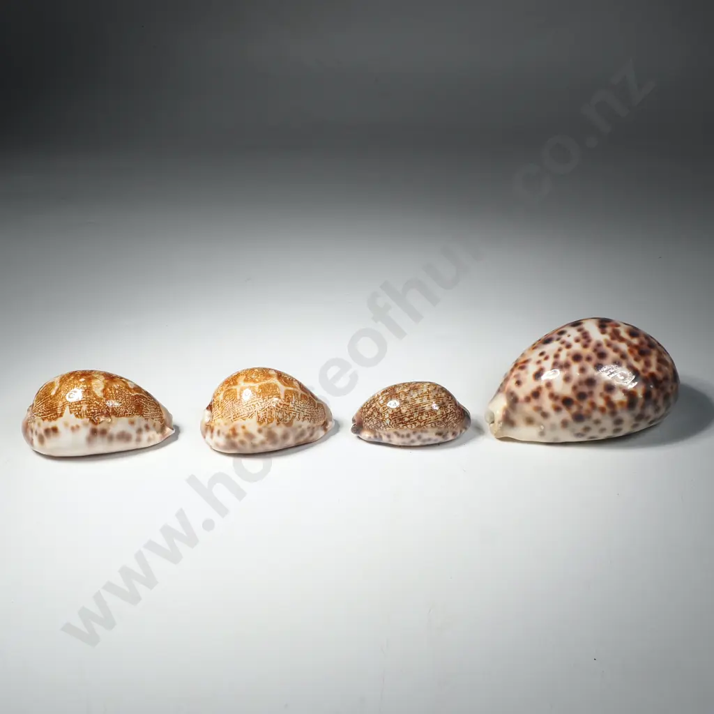 Four Tiger Cowrie Shells, The Three Smaller Shells w Interesting Linear Patterns Image 1++