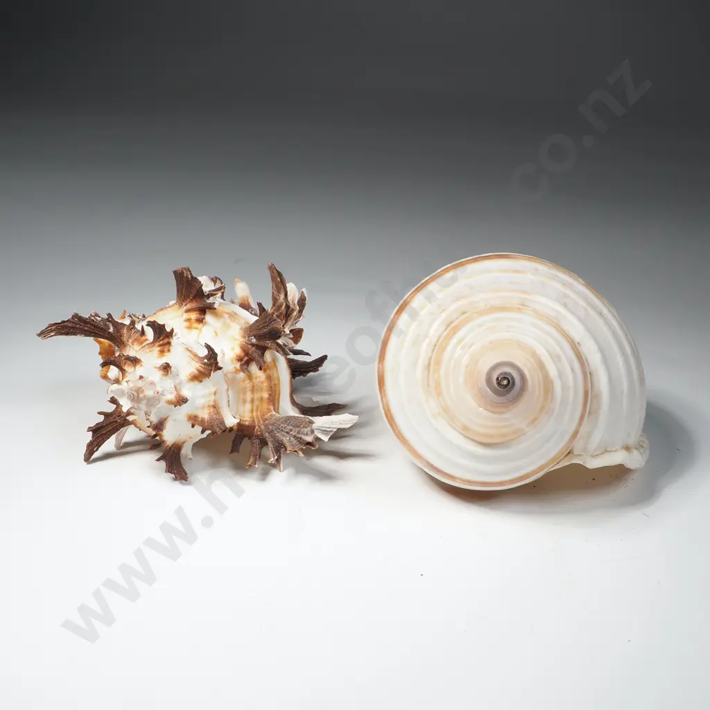 Banded Tun Shell & Endive Murex Image 1++