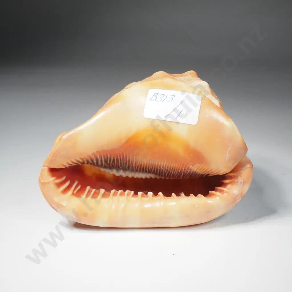 Antique Italian Carved Cameo Shell Lamp Cover Image 1++