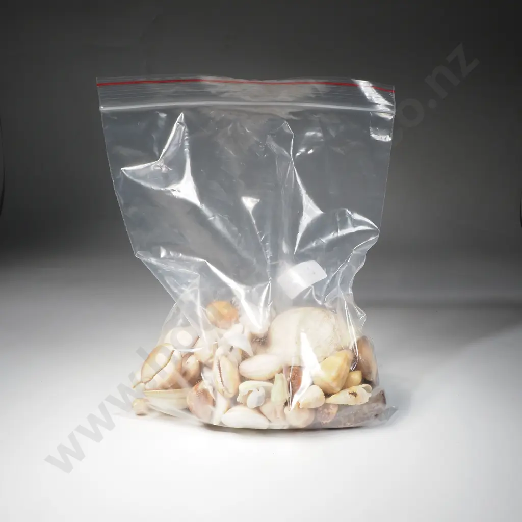 Large Assortment of Various Seashells Image 1++