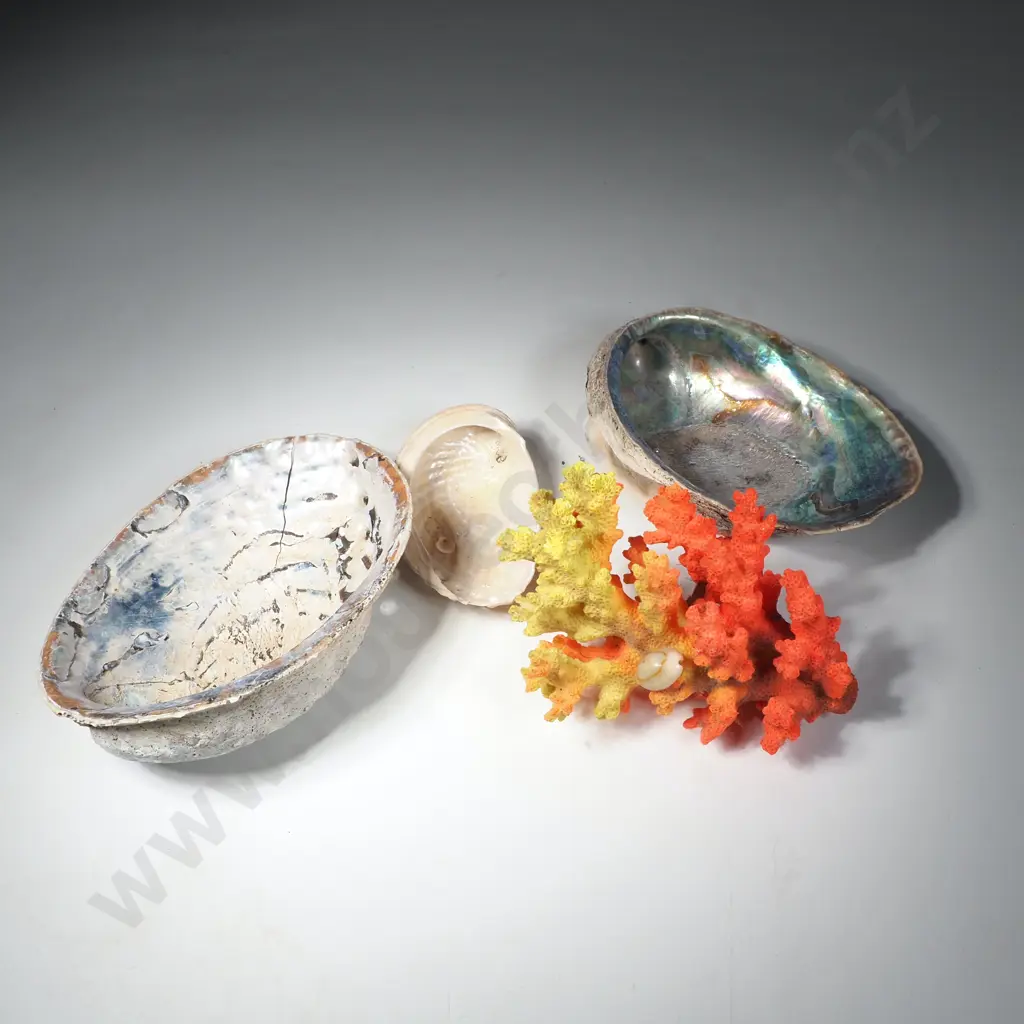 Paua Shells &  Painted Coral Image 1++