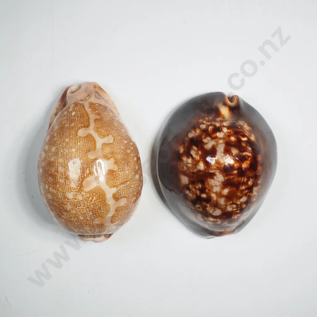 Map Shell Cowie & Humpback Cowie Image 1++