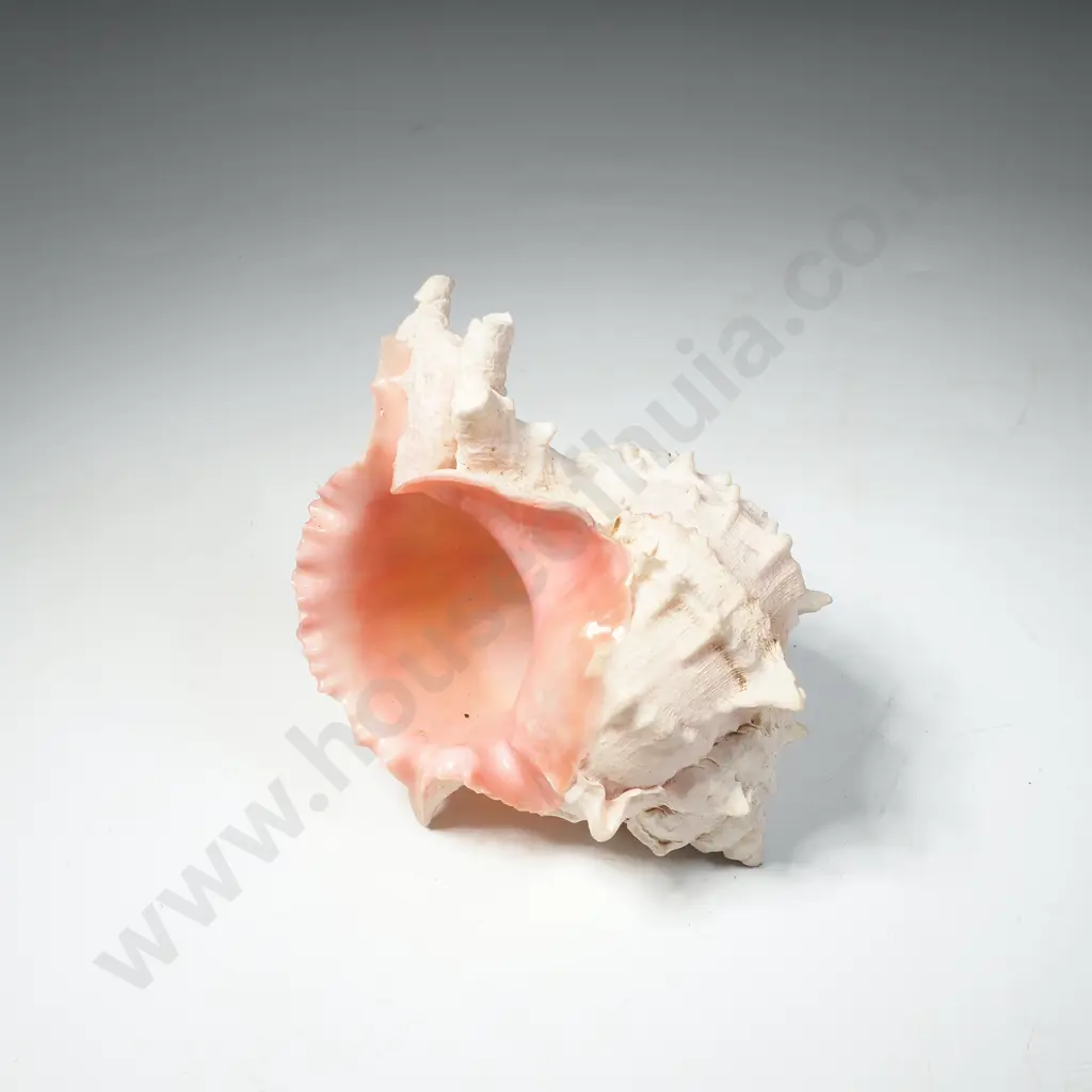 Pink Rose Murex Seashell Image 1++
