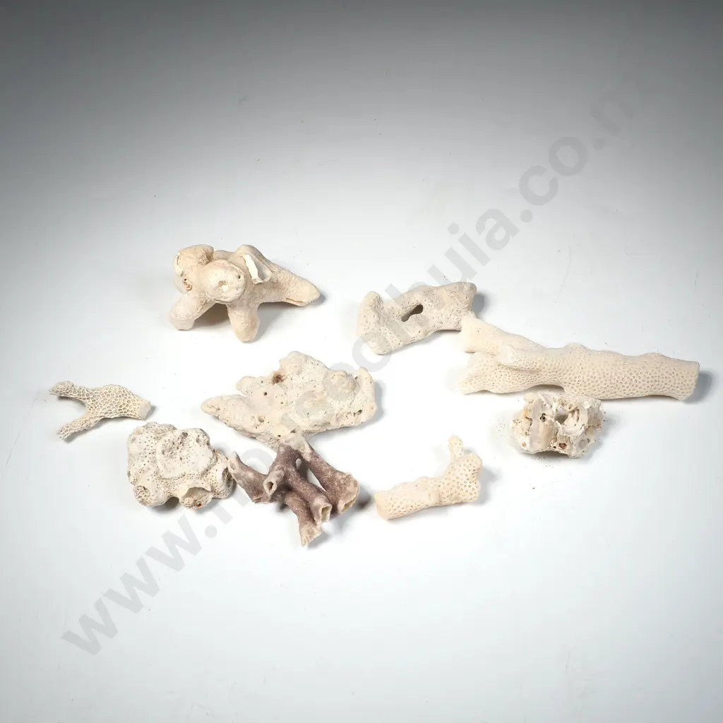 Murex Ramosus Sea Shell Image 1++