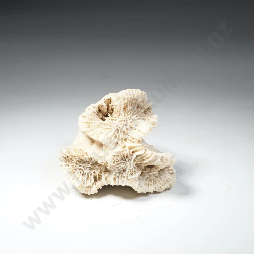 Fossilized Aquatic Marine Life Image 1++
