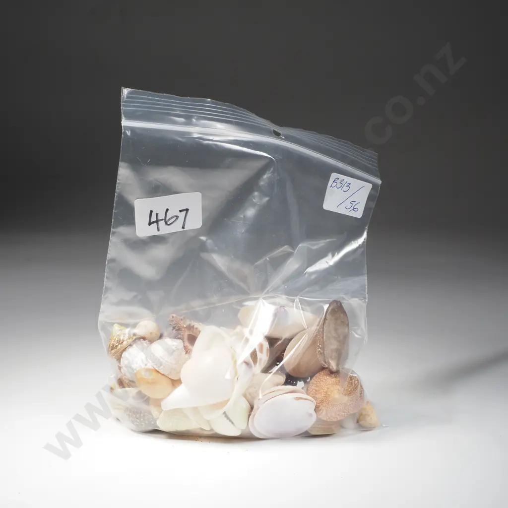 Large Assortment of Small Seashells Image 1++