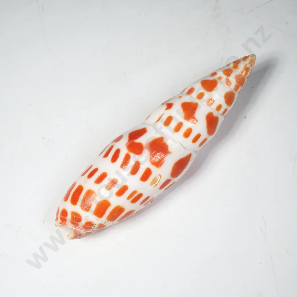 Mitra Shell ( Episcopal Mitre Shell) Image 1++