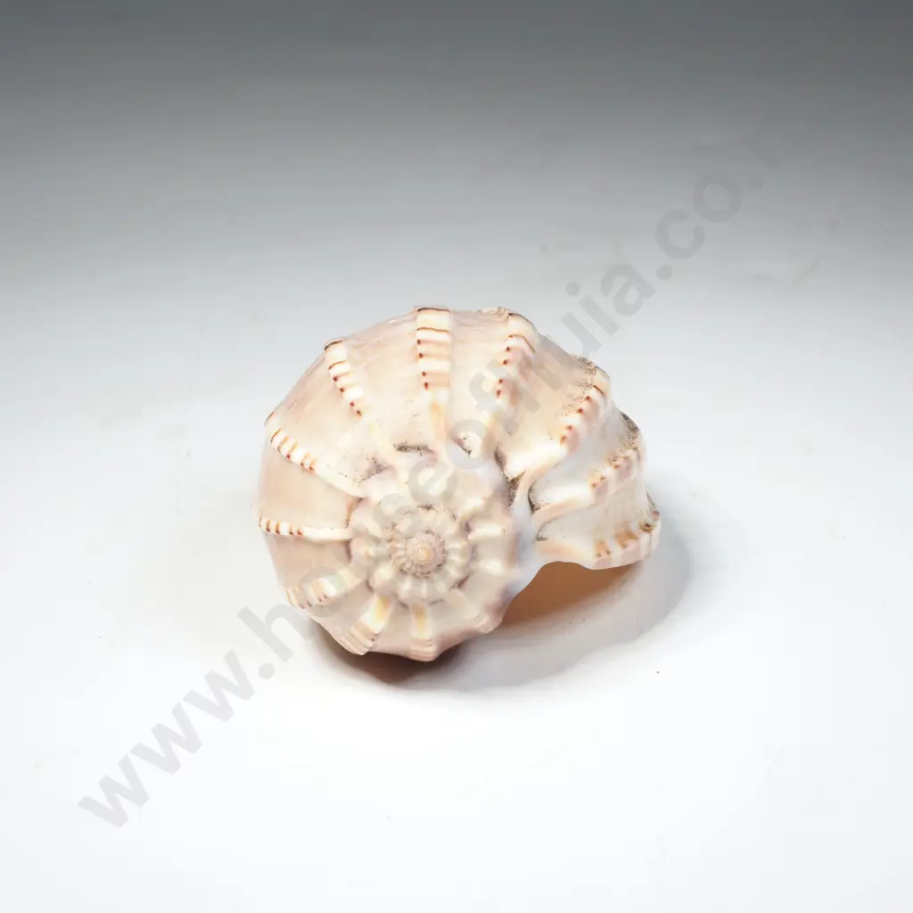 Harpa Articularis Shell or Articulate Harp Shell w Radiating Ribs Image 1++