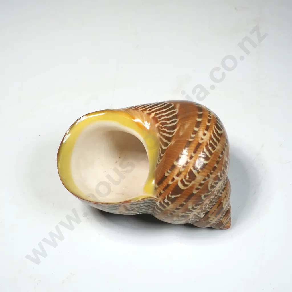 Tapestry Turbo Shell (Turbo Petholatus) w Intricate Brown & Cream Patterns Image 1++