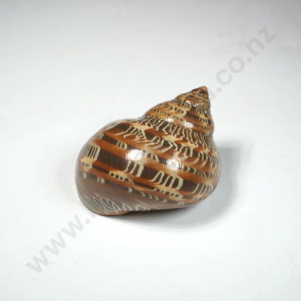 Tapestry Turbo Shell (Turbo Petholatus) w Intricate Brown & Cream Patterns Image 1++