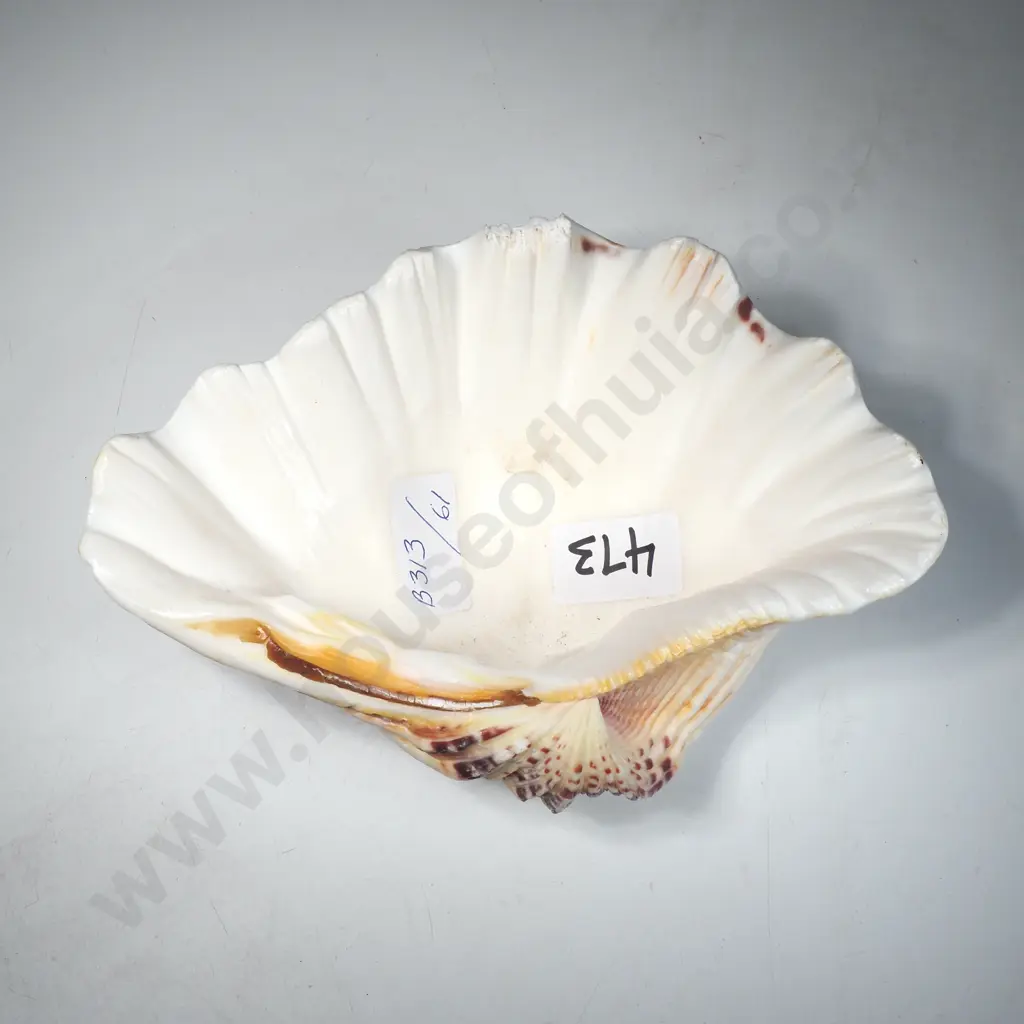 Vintage Giant Clam Shell  (Tridacna) Image 1++