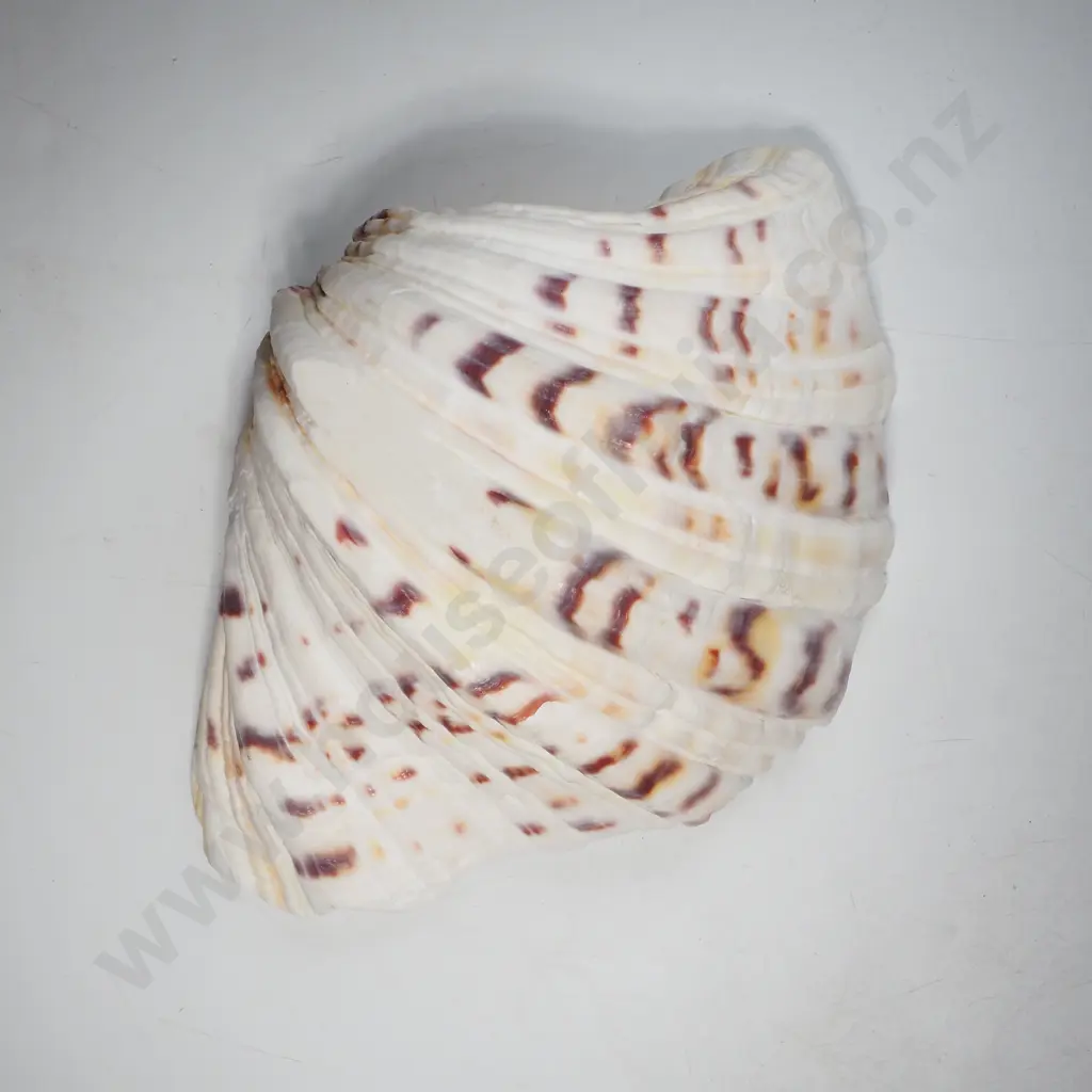 Vintage Giant Clam Shell  (Tridacna) Image 1++