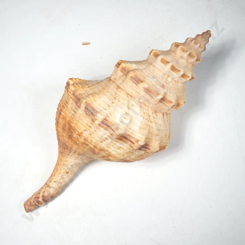 Trapezium Horse Conch Image 1++