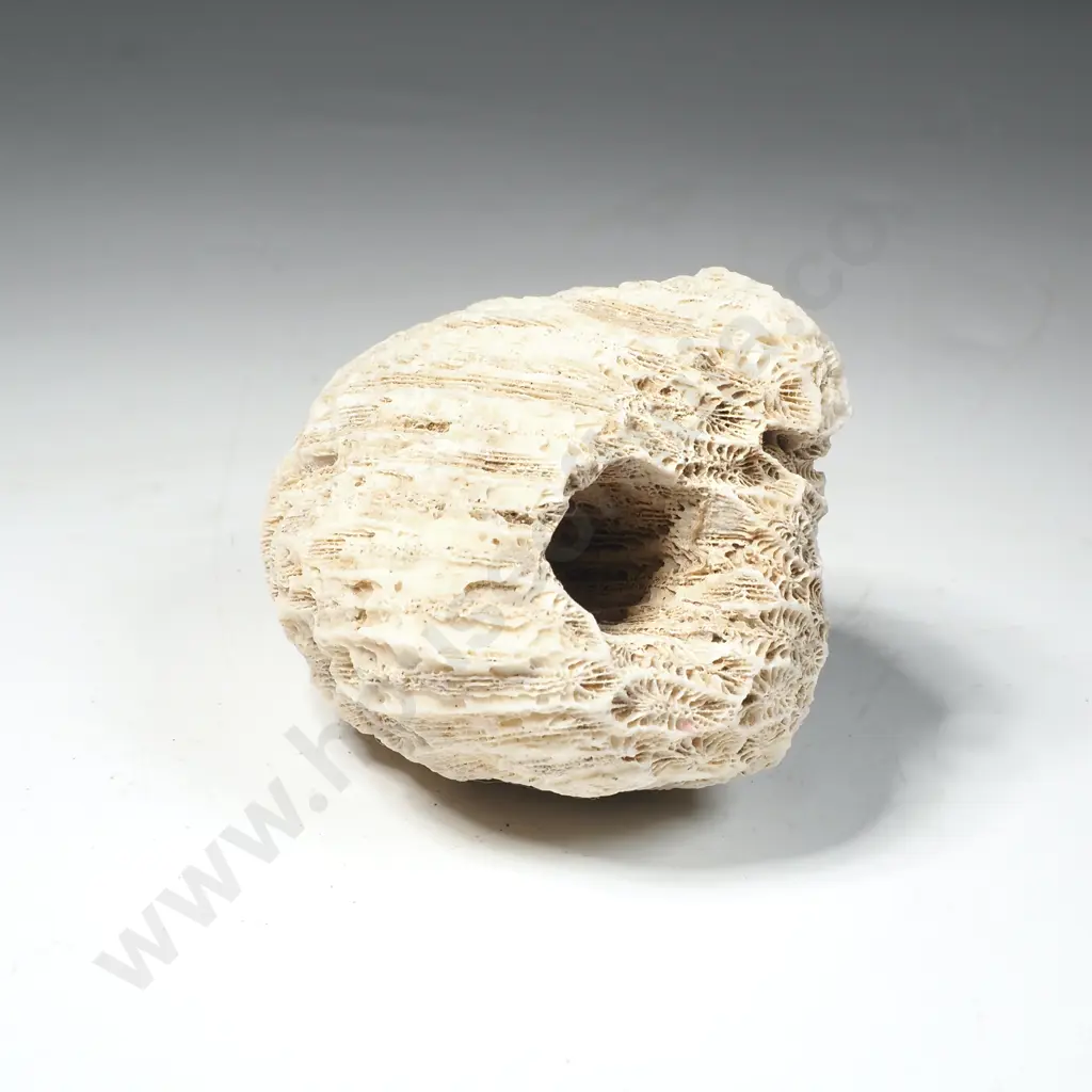 Fossilized Aquatic Marine Life Image 1++
