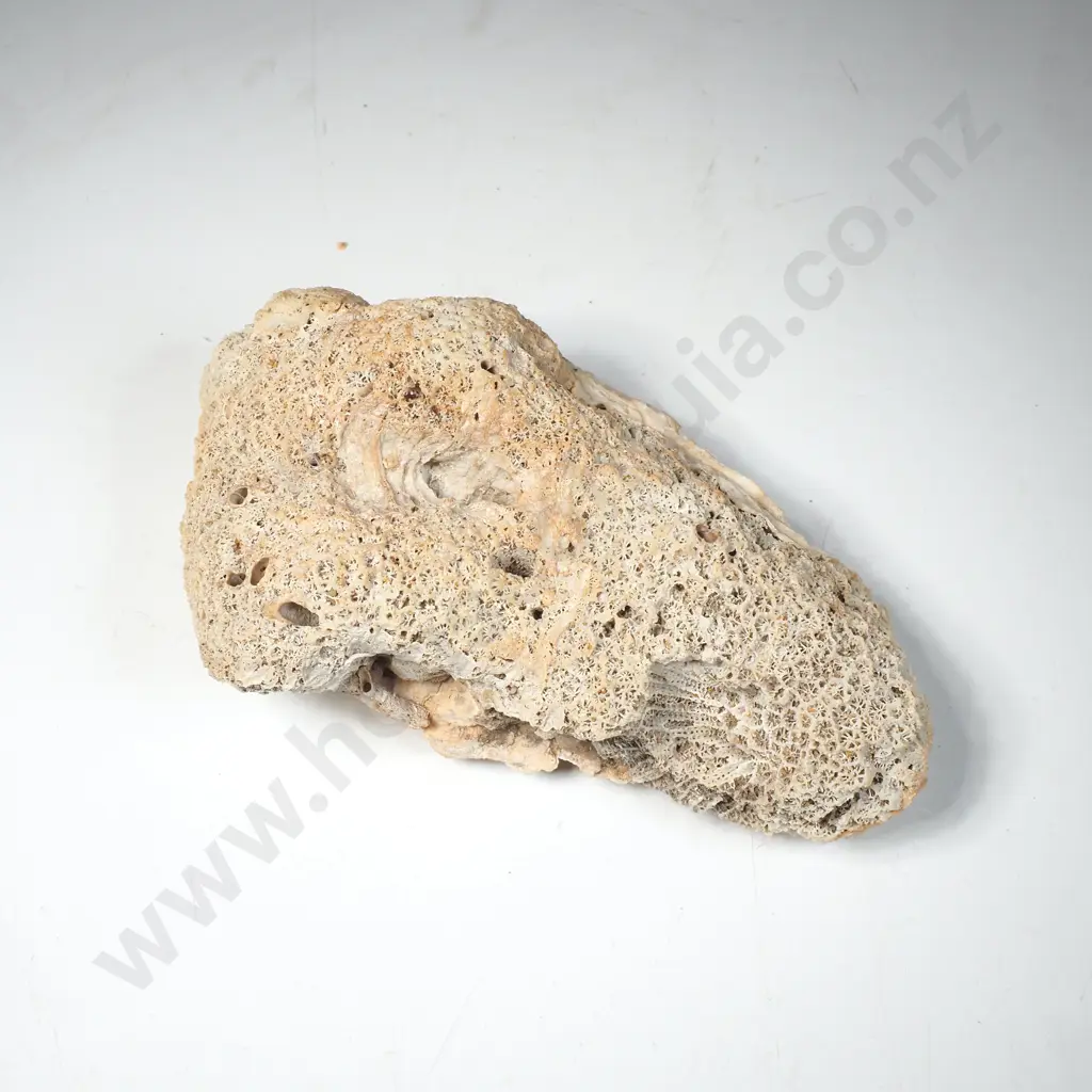 Clam Shell on Fossilized Marine Life Image 1++