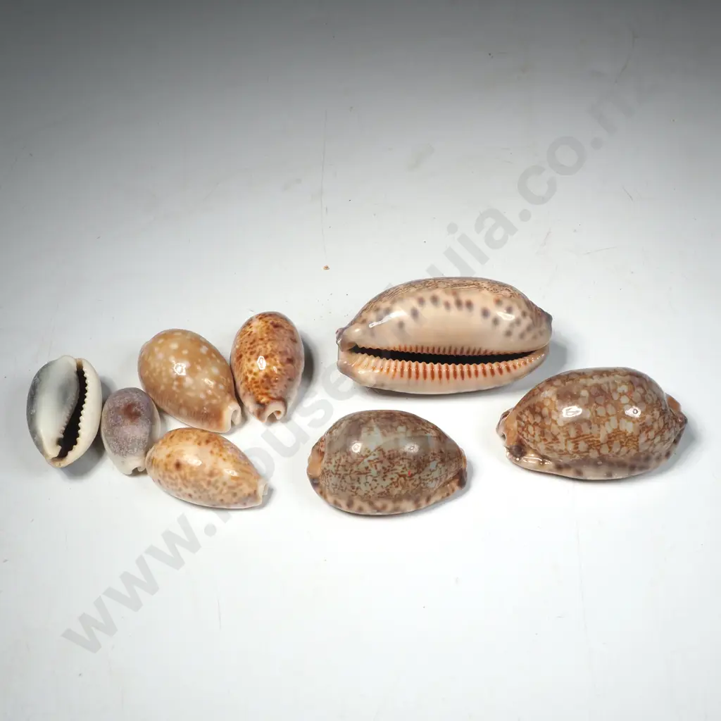 Assorted Group of Cowrie Shells Image 1++