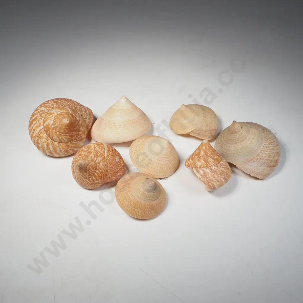 Tiger Spotted Top Sea Shells Image 1++