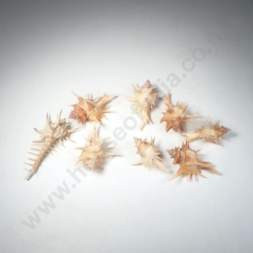 A Quantity of Spiny Murex Seashells Image 1++