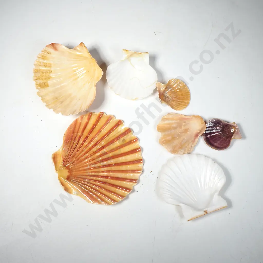 A Quantity of Scallop Shells Image 1++