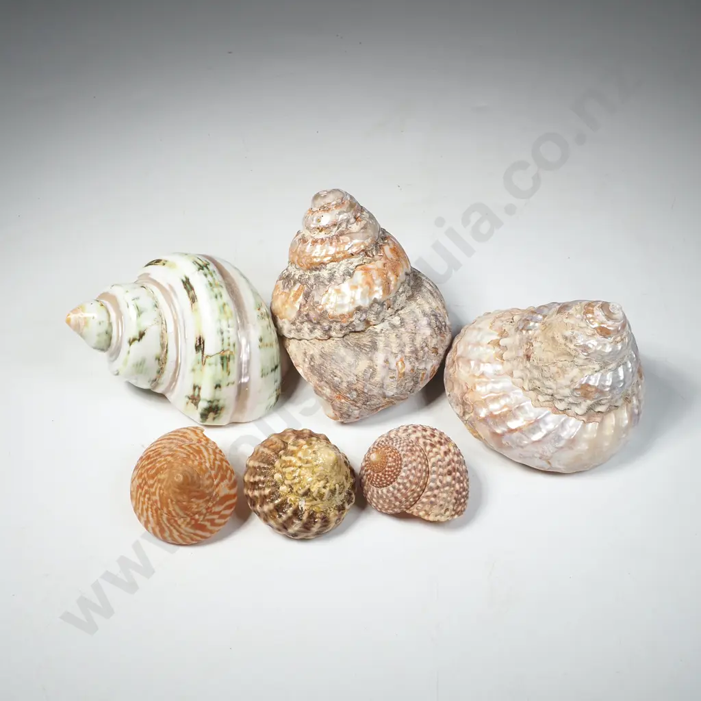Assorted Turban Seashells Image 1++